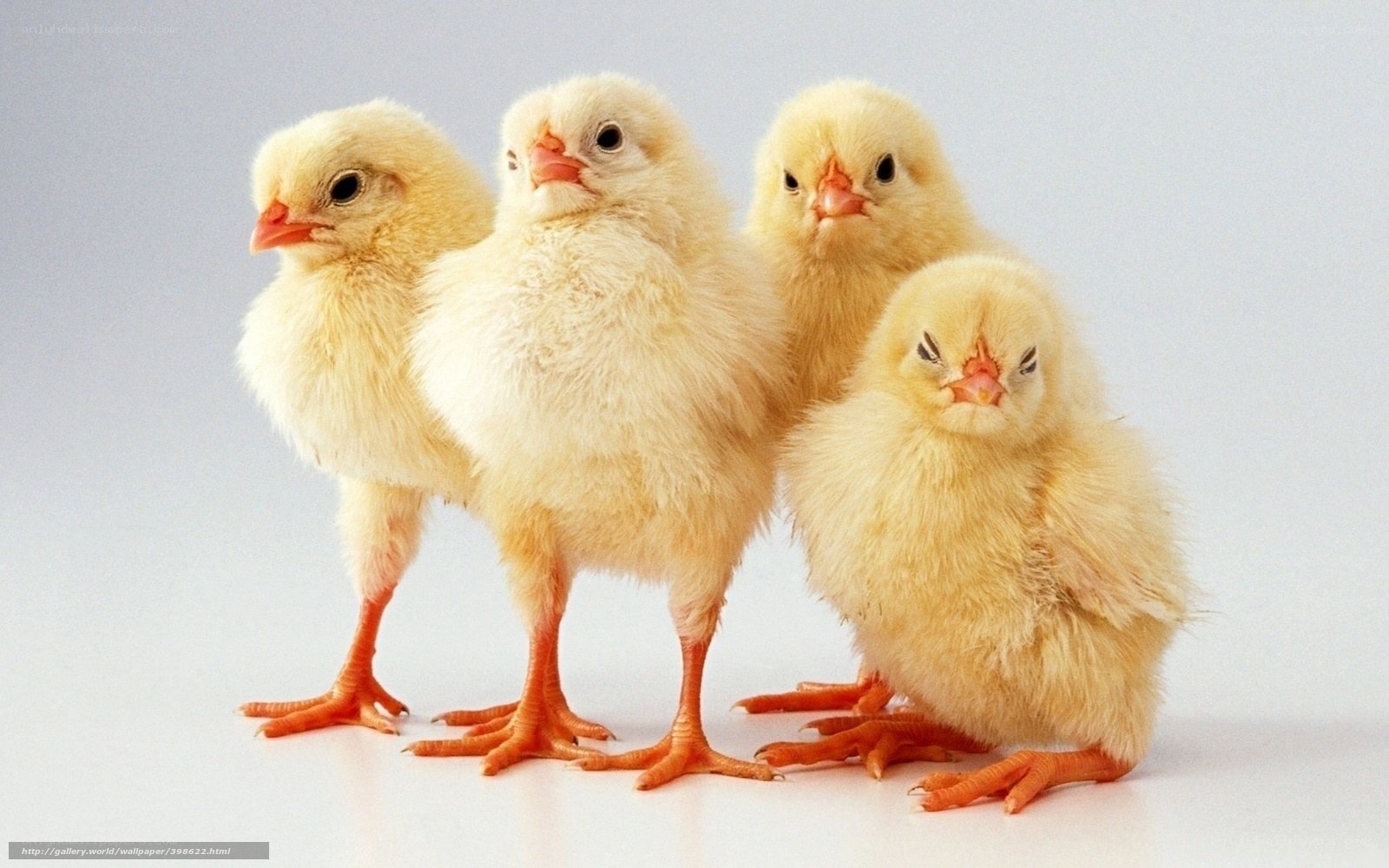 four baby chicks together