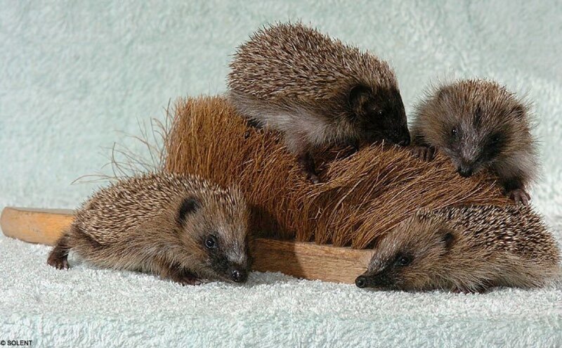 Four Baby Hedgehogs