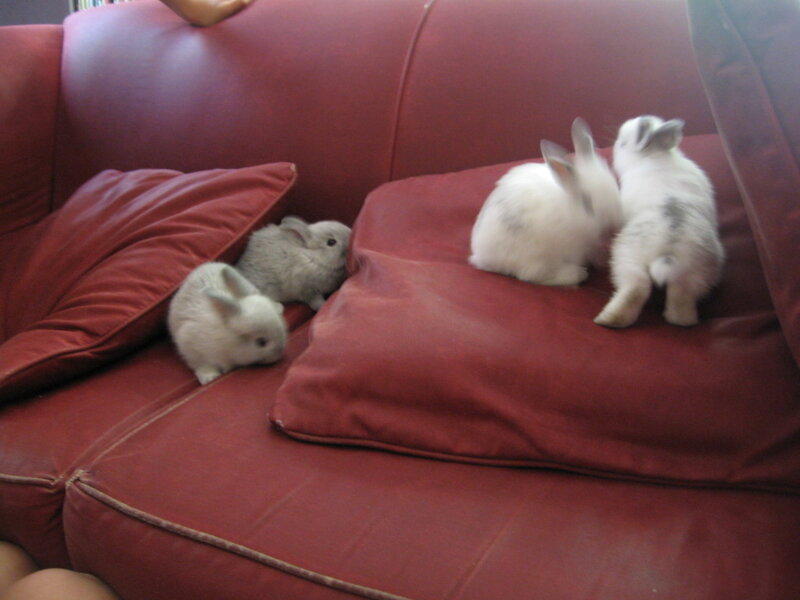 Four Baby Rabbits — Red