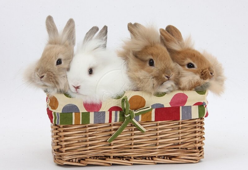 Four Baby Rabbits