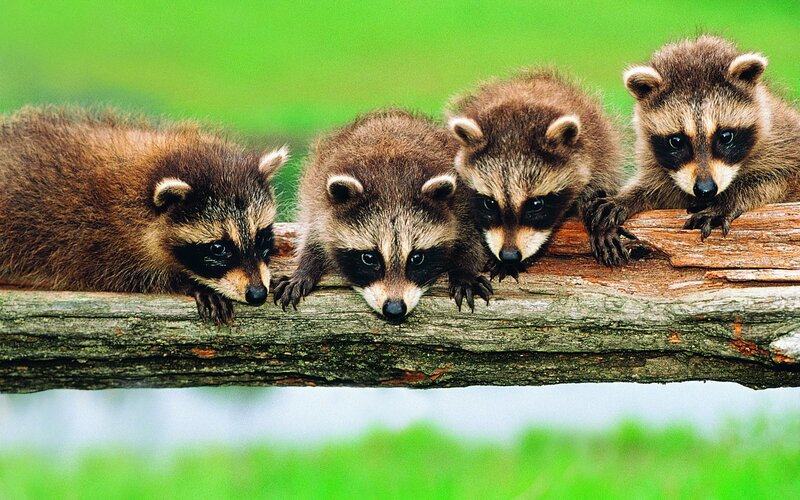 four baby raccoons on a log