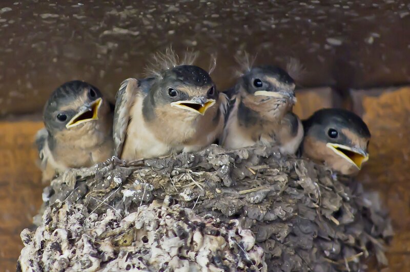 Four Baby Swallows in Nest — Brown