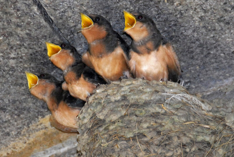 Four Baby Swallows in Nest