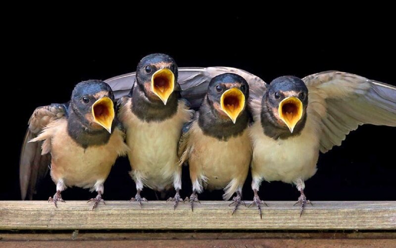 Four Baby Swallows
