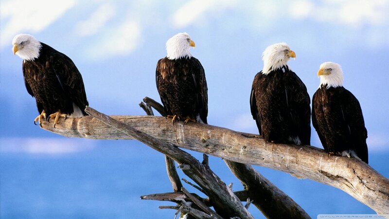 Four Bald Eagles on Branch