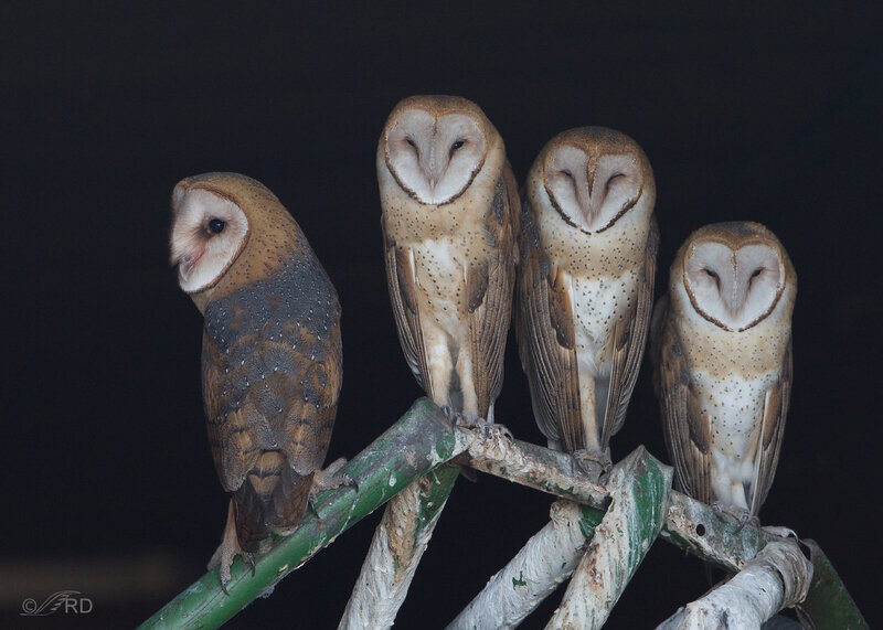 Four Barn Owls on Branch