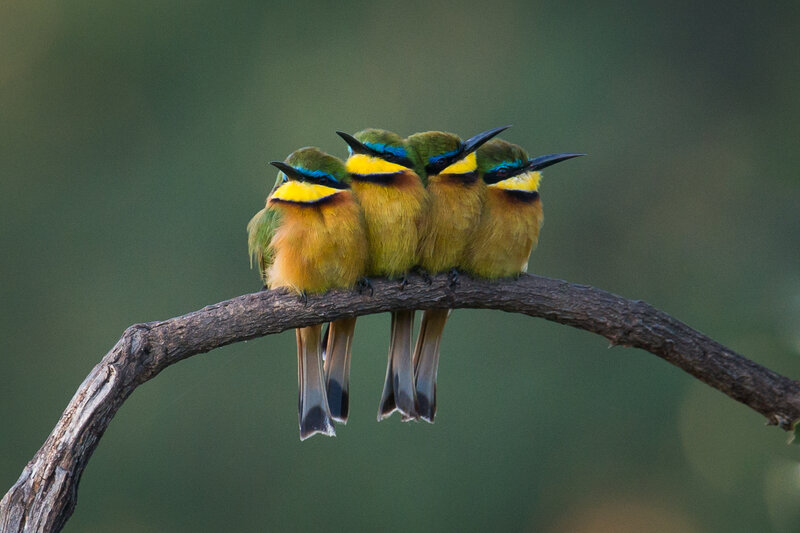 Four Bee-eaters on Branch