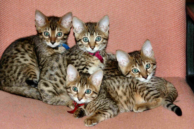 Four Bengal Kittens