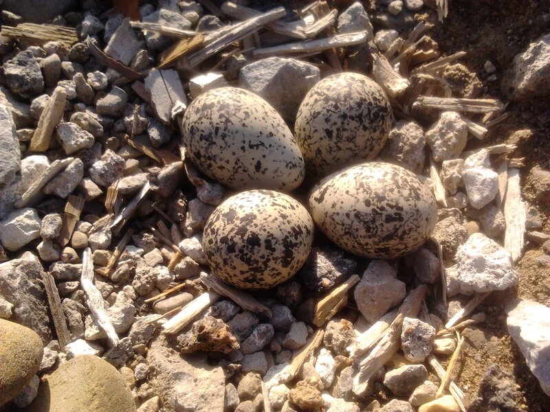 Four Bird Eggs in Nest