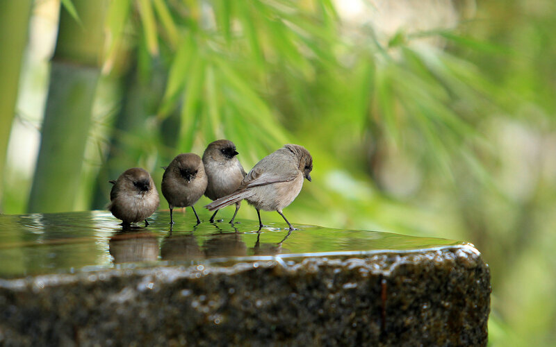 Four Birds at Water