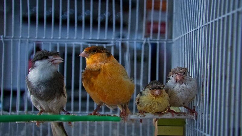 Four Birds in a Cage