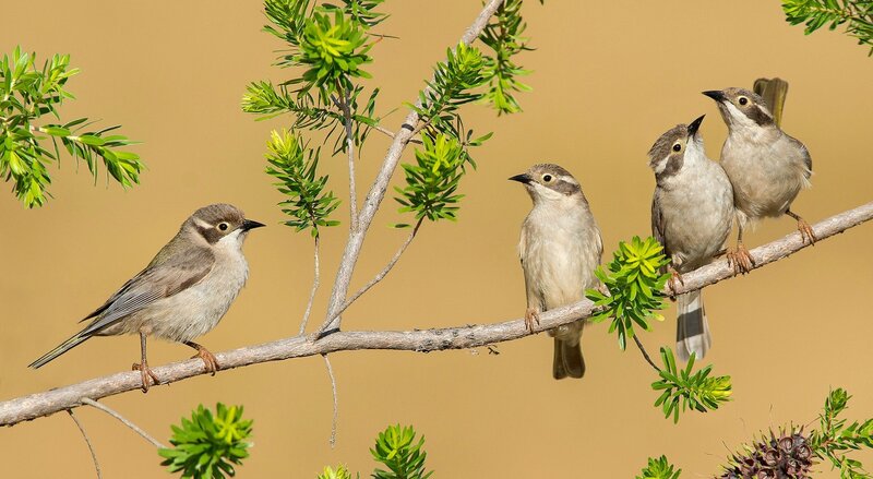 Four Birds on a Branch — Brown, Calm