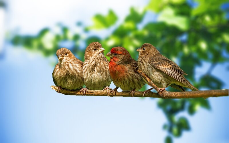 Four Birds on a Branch — Green, Serene, Afternoon