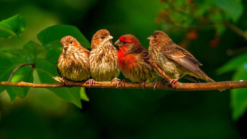 Four Birds on a Branch — Green, Serene