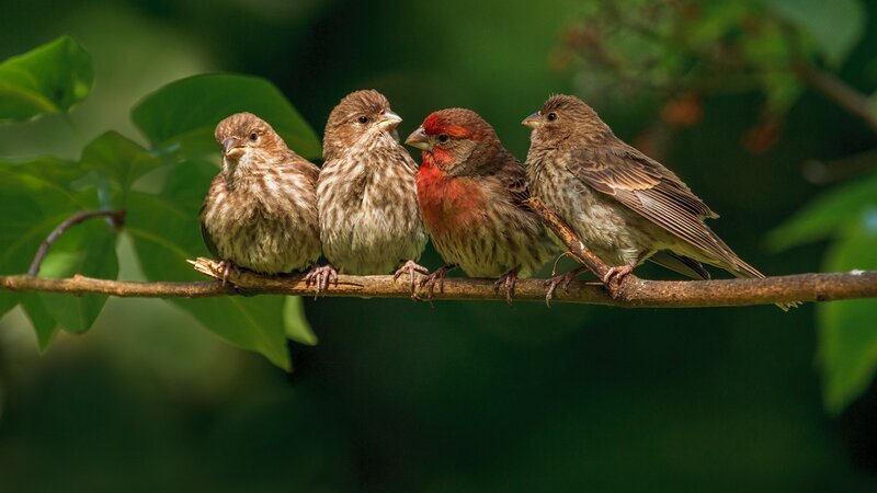 Four Birds on a Branch — Green