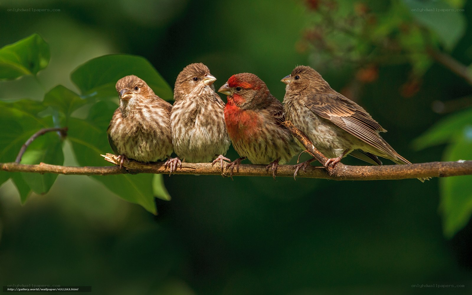 four birds on a branch