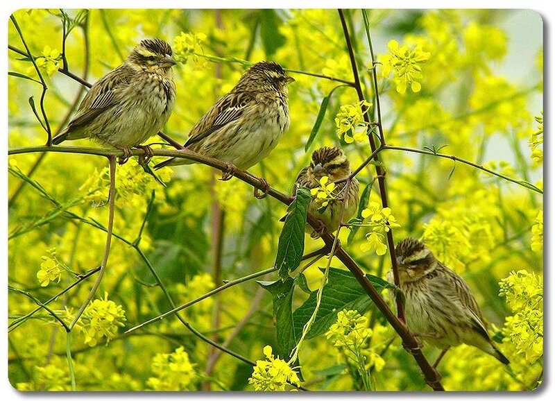 Four Birds on Branch
