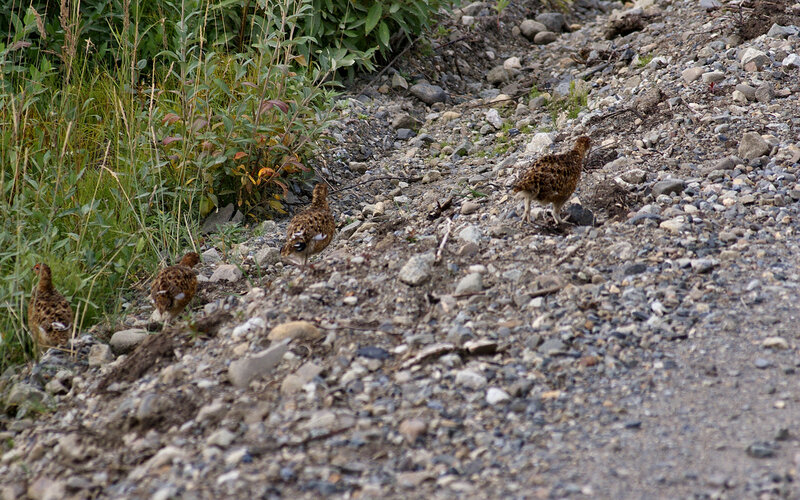 Four Birds on Gravel