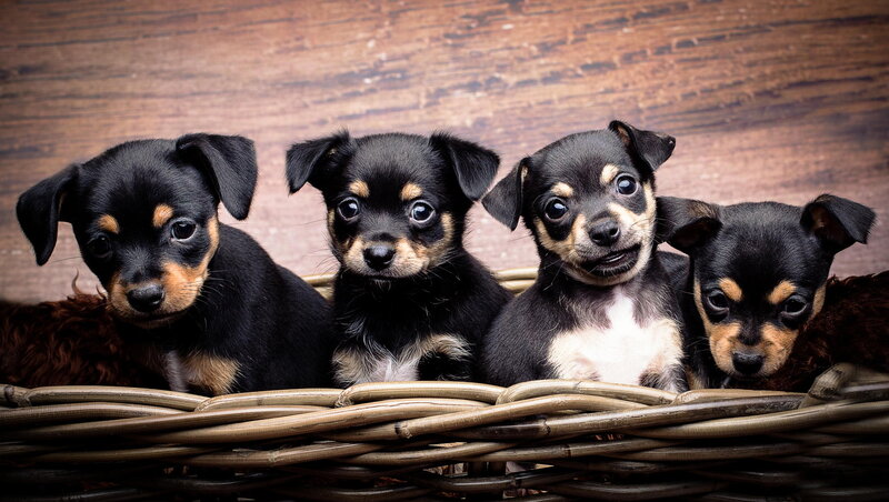Four Black and Tan Puppies