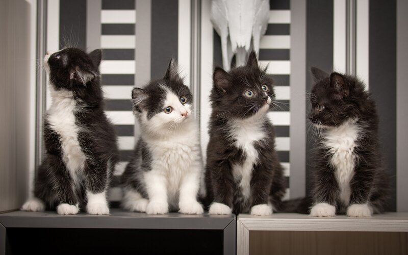 Four Black and White Kittens — Curious