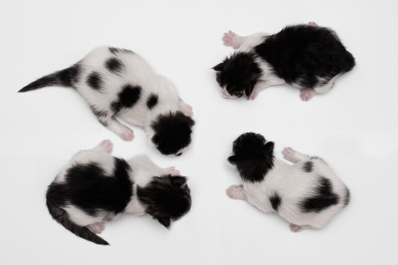 Four Black-and-white Kittens