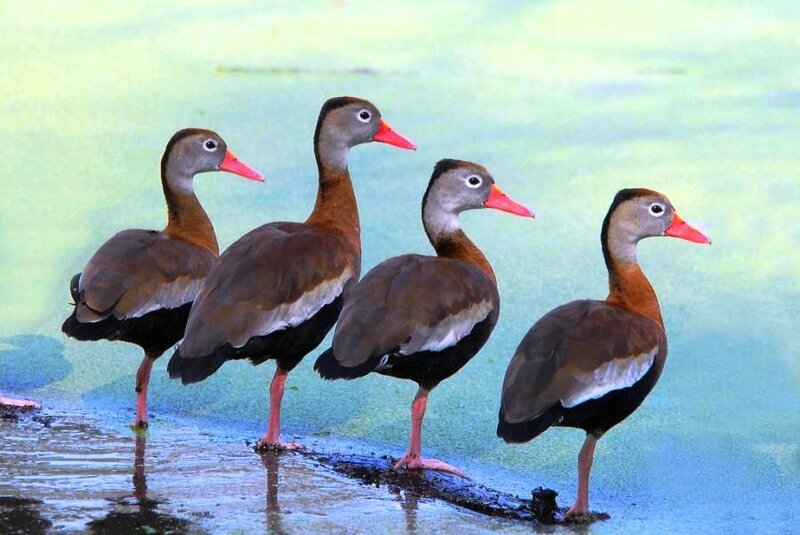 Four Black-bellied Whistling Ducks