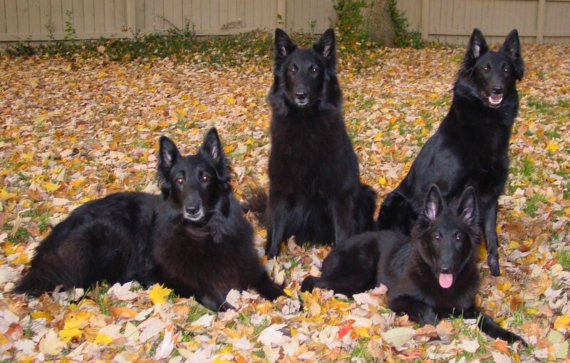Four black dogs in autumn leaves