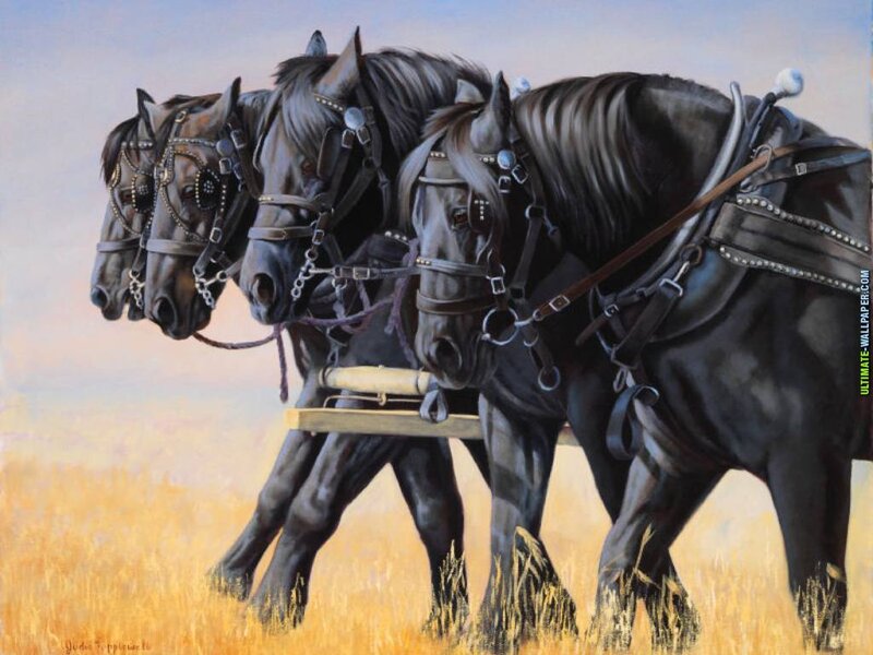 Four Black Horses