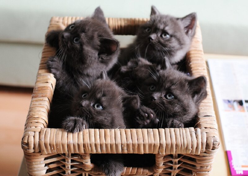 Four Black Kittens