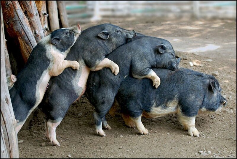 Four Black Pigs Stacked