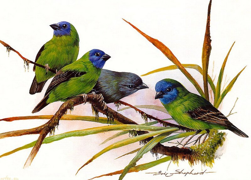 Four Blue-crowned Tanagers — Green
