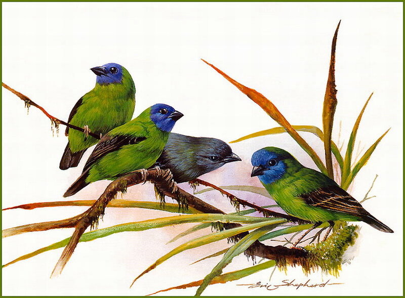 Four Blue-crowned Tanagers