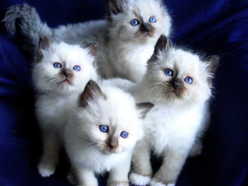Four Blue-eyed Kittens
