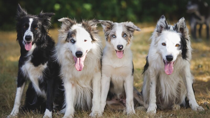 Four Border Collie Dogs