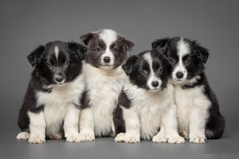 Four Border Collie Puppies — Black