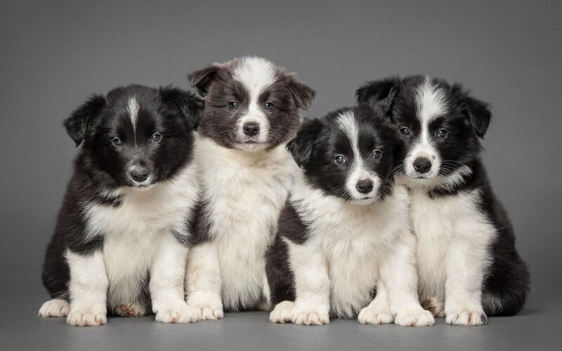 Four Border Collie Puppies