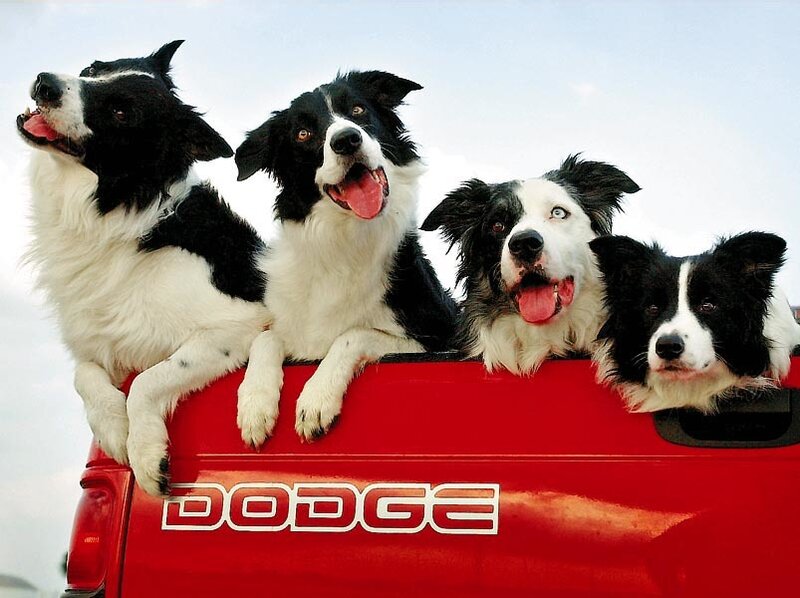 four border collies in a truck