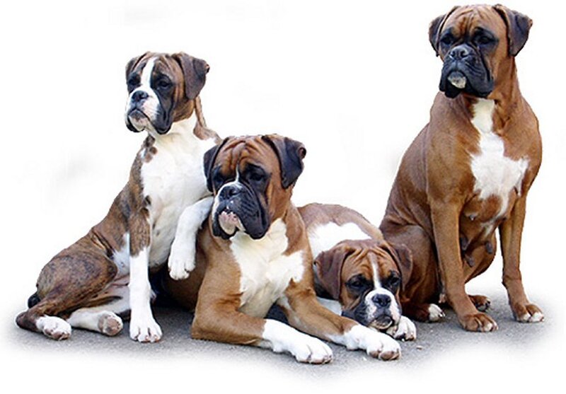 Four Boxer Dogs