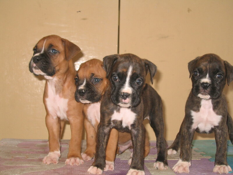 Four Boxer Puppies