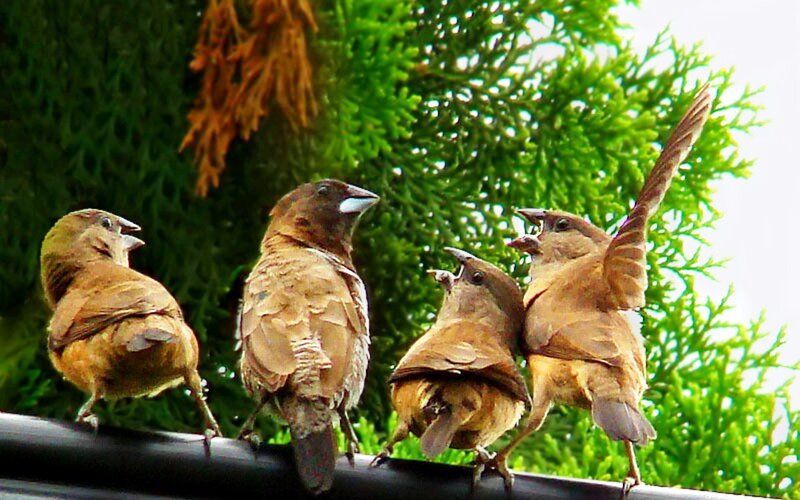 Four Brown Birds on a Wire