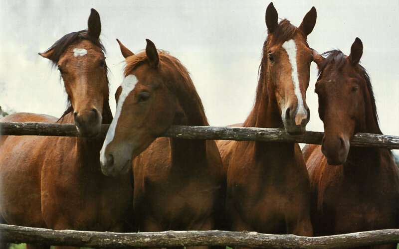 Four Brown Horses