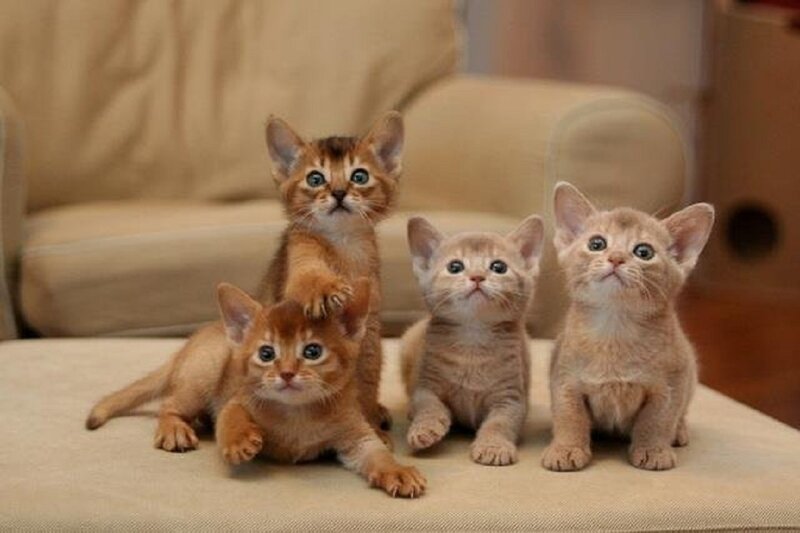 Four Brown Kittens