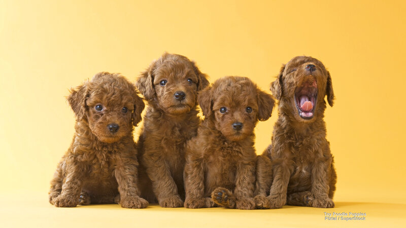 Four Brown Poodle Puppies