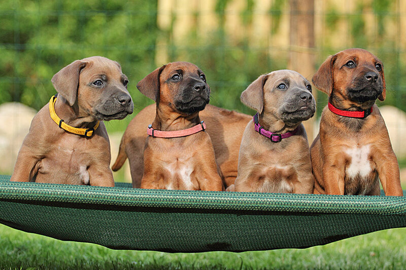 Four Brown Puppies