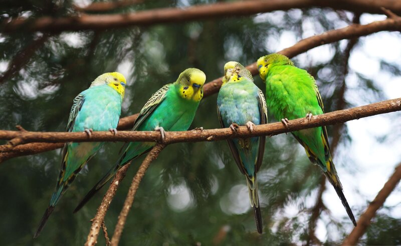 Four Budgerigars on Branch — Green, Calm, Photograph