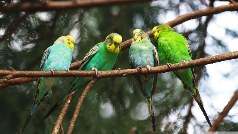 Four Budgerigars on Branch — Green, Calm, Photograph, Trees