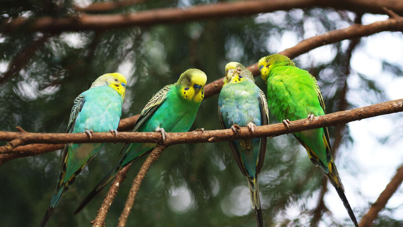 Four Budgerigars on Branch — Green, Calm