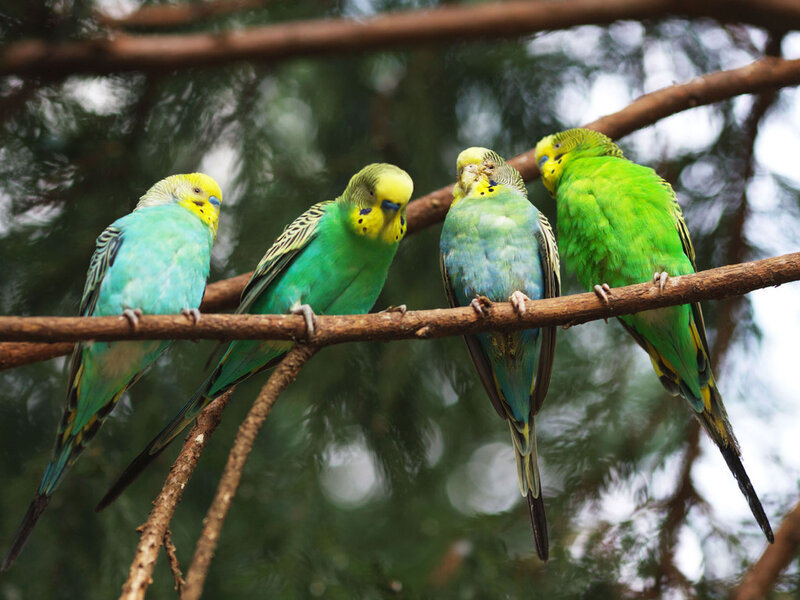 Four Budgerigars on Branch — Green