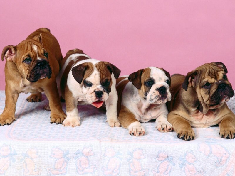 four bulldog puppies on blanket