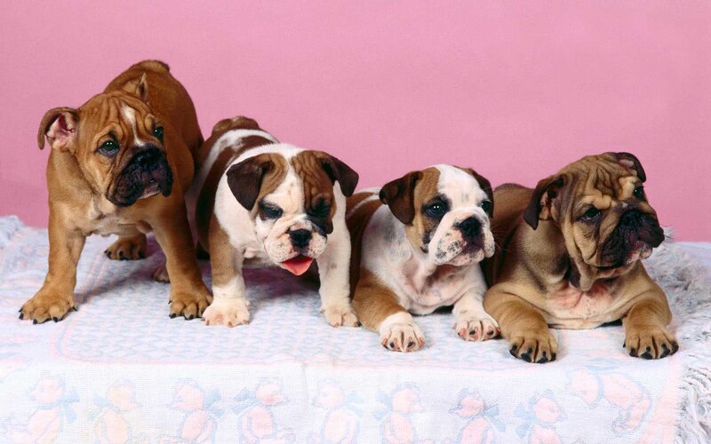 Four Bulldog Puppies — Pink